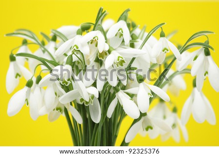 Snowdrop flowers against yellow background