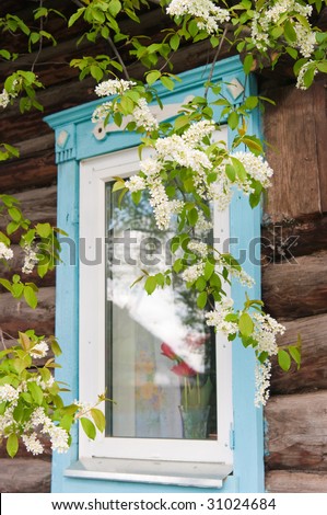 Branch of a blossoming bird cherry against a window with tulips