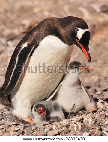 A mother penguin feeding two penguin chicks
