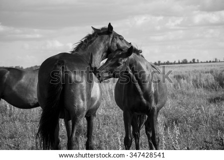 Horses bite each other. Horses walking in the field.