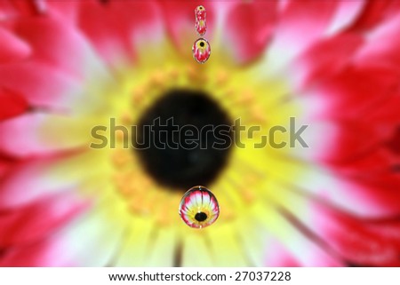 Image of flower captured in a water drop falling in front of it.