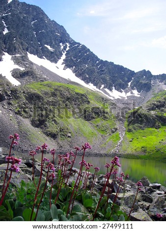 Mountain flowers. Beautiful mountain lake, high mountain and snow.