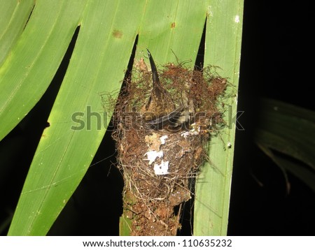 Hummingbird in nest in rain forest at night