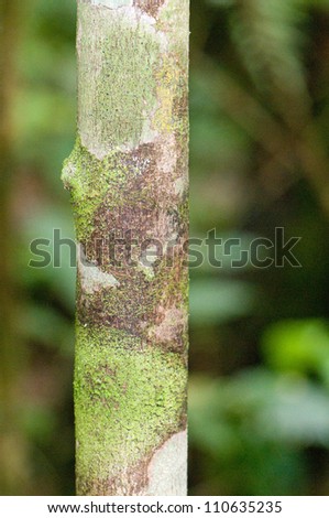 camouflage tree bark