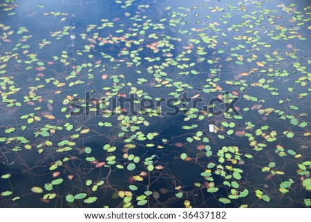 Exotic looking freshwater lake with aquatic plants