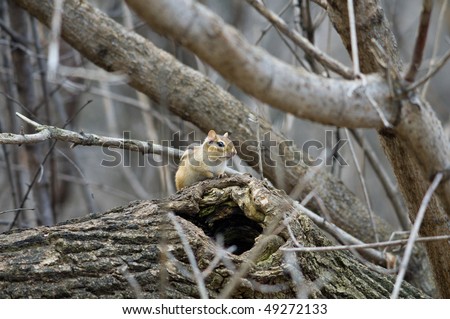 chipmunk nest