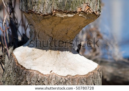 Tree Gnawed By A Beaver Nearly There Tree Gnawed By A Beaver Nearly There Stock Photo