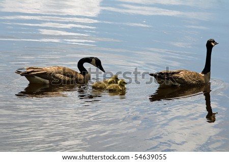 Canada Geese parents with goslings