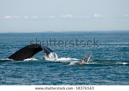 Two humpback whales having fun