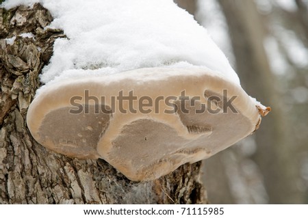 Frozen fungi