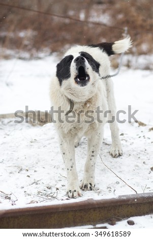White central asian shepherd dog. Guarding field. Cold winter theme.