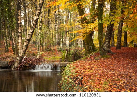 Autumn river at the park with beautiful yellow trees foliage