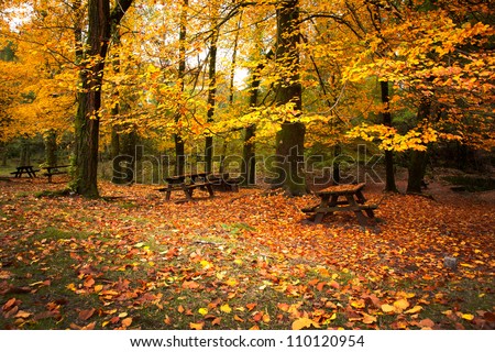Autumn landscape with beautiful colored trees and benches