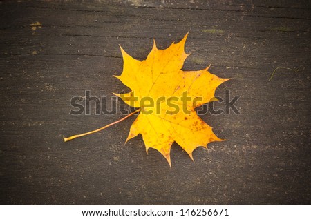Autumn leave over wooden background