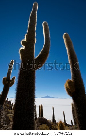 Cactus standing guard at noon