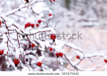 bush rose hips under the snow in the winter