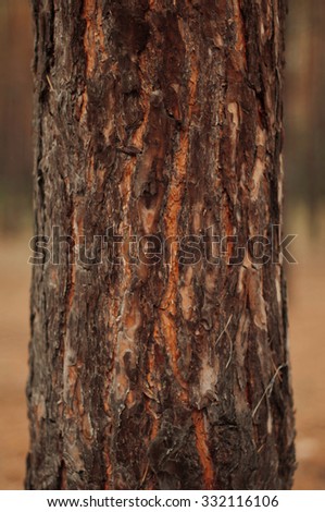 the bark of the pine tree close-up, lonely tree, wooden, pine bark, a pine, close-up, tree in the forest, one, macro, backgrounds,texture