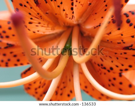 Flower - orange colour