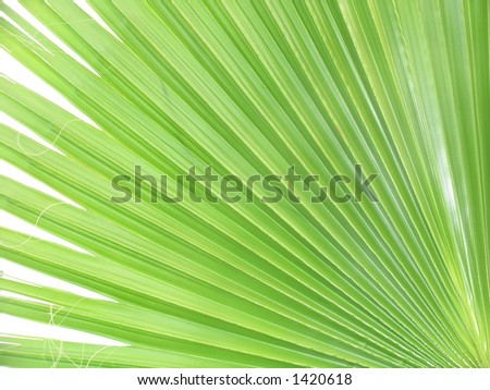 Palm Tree Frond