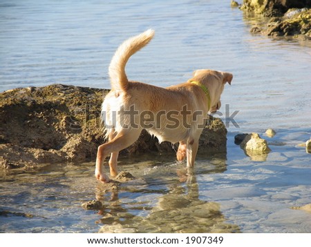 Dog fishing