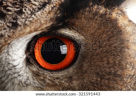 eye of eagle owl