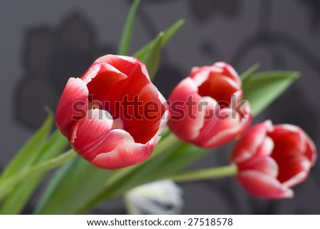 Red flowers spring tulips