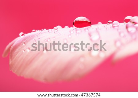 Beautiful drops of water on pink petals,soft focus