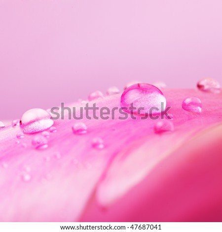 Beautiful drops of water on pink petals,super macro