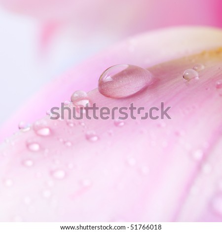 Beautiful water drop on pink petals, super macro
