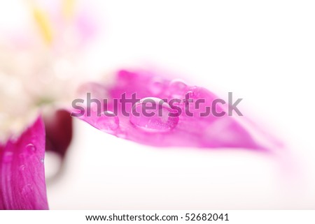 Beautiful drops of water on pink petals, soft focus