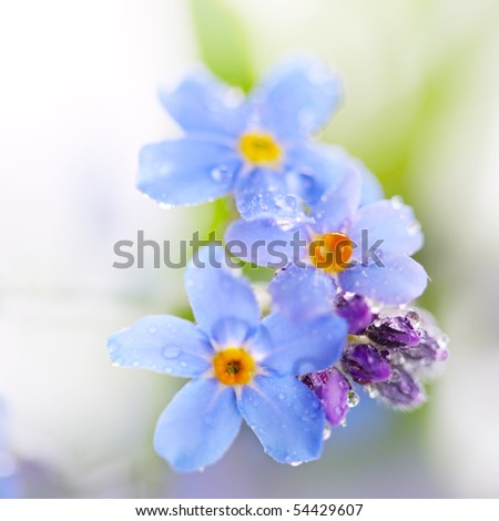 beautiful blue flowers (forget-me-nots) against white background