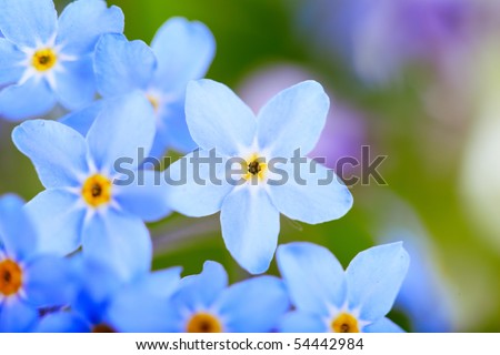 beautiful blue flowers  against white background. Super macro