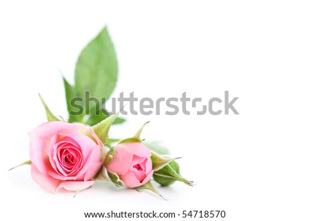 flowers roses background. stock photo : flowers roses