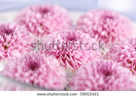 purple chrysanthemum flower closeup, soft focus