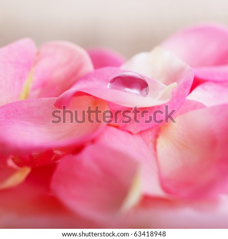 Rose petals with water drops in close-up