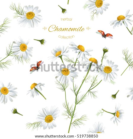 Vector chamomile flower seamless pattern with ladybug. Background design for herbal tea, natural cosmetics, health care products, aromatherapy, homeopathy. Best for print, wrapping paper