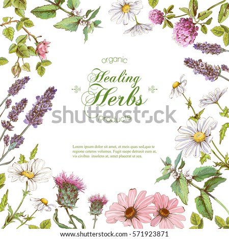 Vector healing flowers and herbs frame. Design for herbal tea, natural cosmetics, perfume, health care products, homeopathy, aromatherapy. With place for text