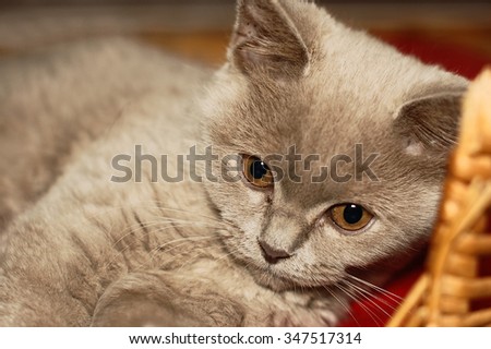 little british kittens cat sitting in basket. isolated on white background