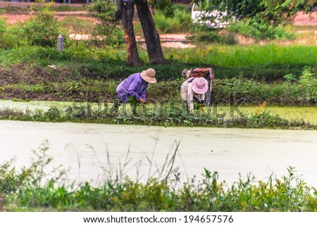 SIEM REAP, CAMBODIA-SEPT 24: Local agricultural workers tending a crop of rice September 24th, 2013, Siem Reap. These local farm workers make a living from the fields to feed their families