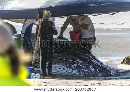 PALM BEACH, QUEENSLAND, AUSTRALIA-9th JULY 2014:-Rescue efforts for a hump back whale, July 2014 in Australia. Volunteers try to save a stranded Hump Back Whale, rescue operation since last night.