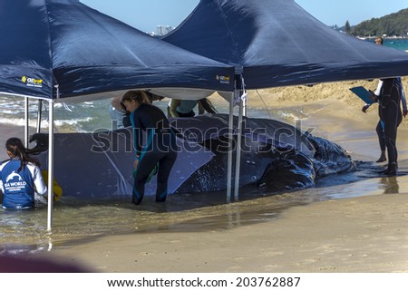 PALM BEACH, QUEENSLAND, AUSTRALIA-9th JULY 2014:-Rescue efforts for a hump back whale, July 2014 in Australia. Volunteers try to save a stranded Hump Back Whale, rescue operation since last night.