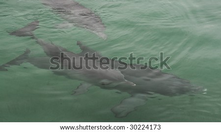 a family pod of dolphins swimming together, father mother and baby