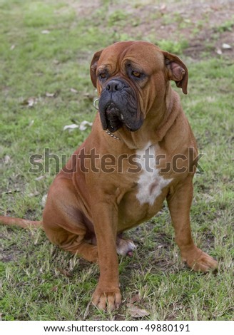 Puppy Park on Bull Mastiff Dog Sitting In A Park Stock Photo 49880191 ...