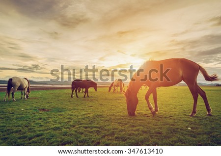 Horse on the field grass with noise and soft focus vintage tone
