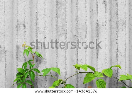 Concrete wall with creeper plants. Climber plant against background of concrete texture. Qualitative photo with copyspace is good for nature, ecology, environment, gardening, agriculture, etc.