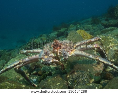 Red king crab over the stone boulders in the arctic ocean
