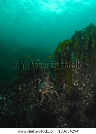 Red King Crab climbing on the rocks