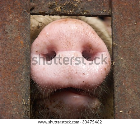 Pig\'s Nose