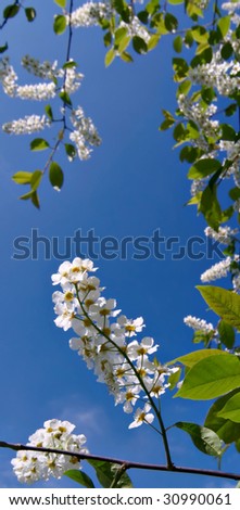 Flowers of Bird Cherry Tree