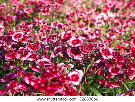 carnation field